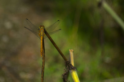 Close-up of dragonfly on plant