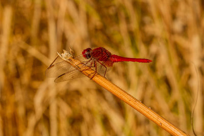 Close-up of dragonfly on plant