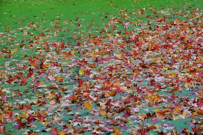 Full frame shot of autumn leaves