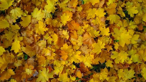 Full frame shot of yellow flowering plants