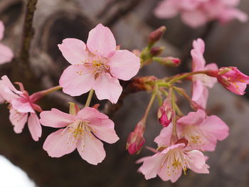 Close-up of pink cherry blossoms in tokyo, jindai syokubutu koen park.