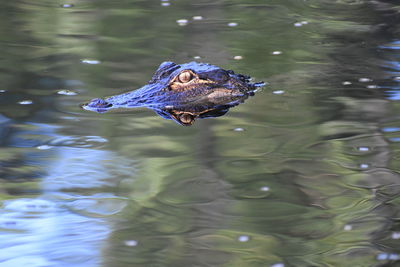 Gator in our pond comes every year got his reflection this time
