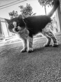 Dog lying on road