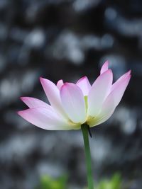 Close-up of pink flower