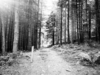 Dirt road amidst trees in forest