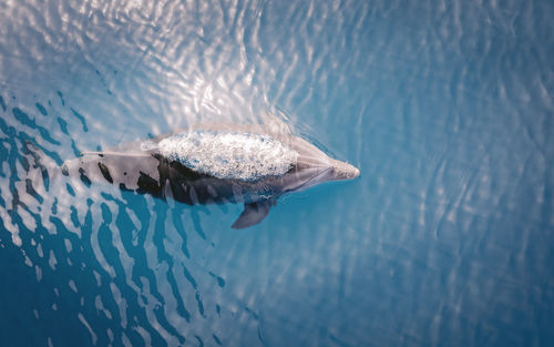 Delphin swimming in sea