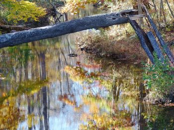 Reflection of trees in river