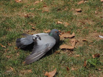 High angle view of birds on field