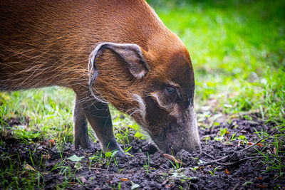 Red river hog hunting in the mud.