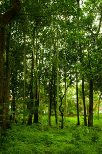 Trees in forest