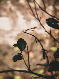 Close-up of plant against blurred background