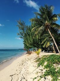 Palm trees on beach against sky