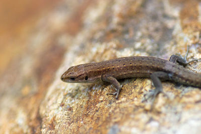 Close-up of lizard on rock