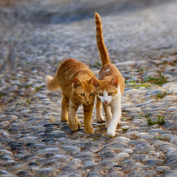 Kittens walking on street