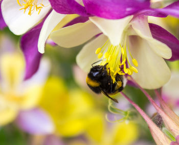 Close-up of bee pollinating on purple flower