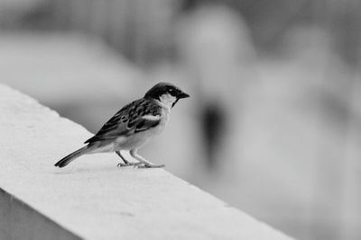 Bird perching on railing