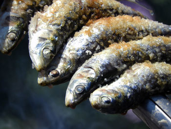 Close-up of fish in water.sardines on skewer