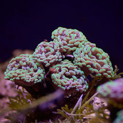 Close-up of coral plant against black background