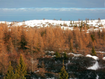 Trees on landscape against sky