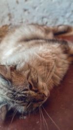 Close-up of cat sleeping