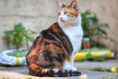 Pretty cat in the garden