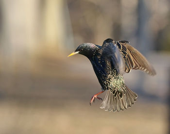 Close-up of bird flying