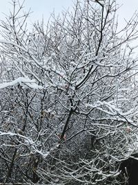Low angle view of frozen bare tree during winter