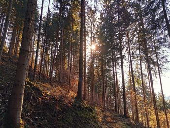 Sunlight streaming through trees in forest