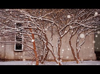 Low angle view of bare trees growing during winter