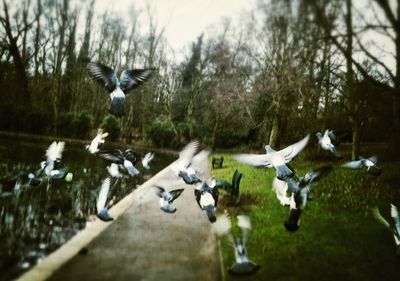 Birds flying over water