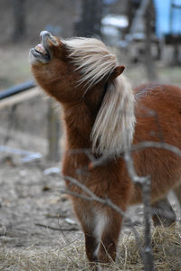 View of a horse on field