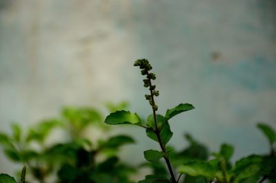 Close-up of plant