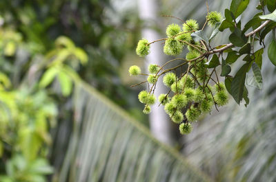 Close-up of plant growing on tree