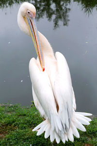 Close-up of a duck in lake