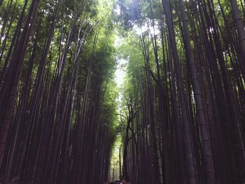 Bamboo trees in forest