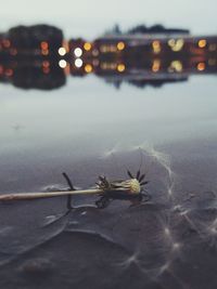 Close-up of caterpillar on water