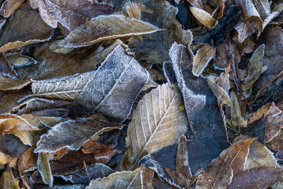 High angle view of dried leaves on snow