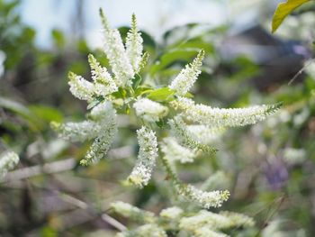 Close-up of flowering plant