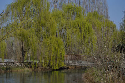Reflection of trees in river