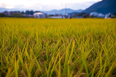 Close-up of wheat field against sky