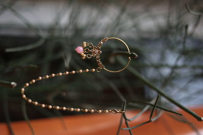 Close-up of plant against blurred background