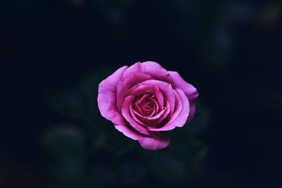 Close-up of pink rose against black background