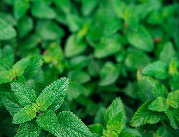 Green leaves of melissa. lemon balm in the garden. rural nature. organic agriculture. 