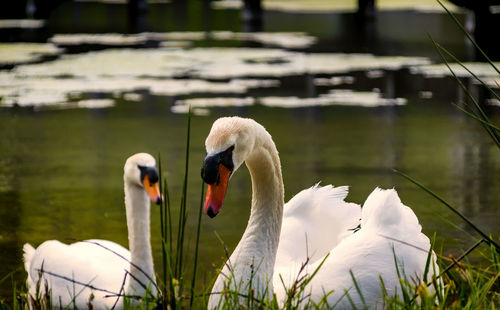 Swans swimming in lake