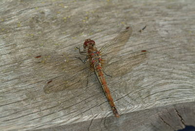 Close-up of dragonfly