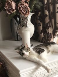 Portrait of cat on table at home