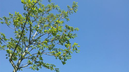 Low angle view of trees against clear blue sky