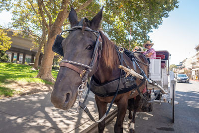 View of horse cart on street in city