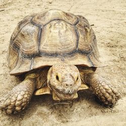Close-up of a turtle