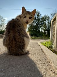 Portrait of cat sitting on a tree